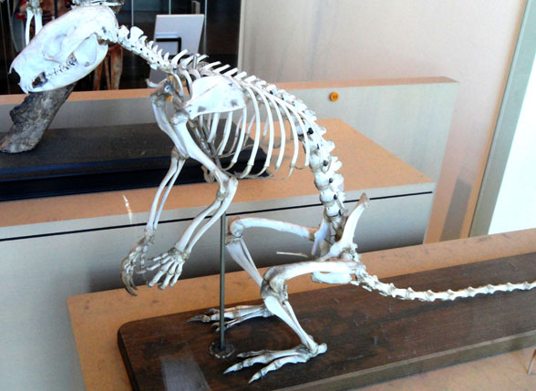 Dendrolagus skeleton