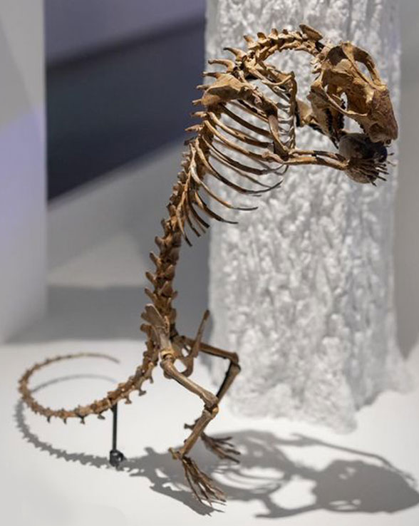 Didelphodon skeleton Houston Museum
