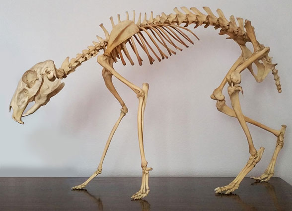 Dolichotis skeleton