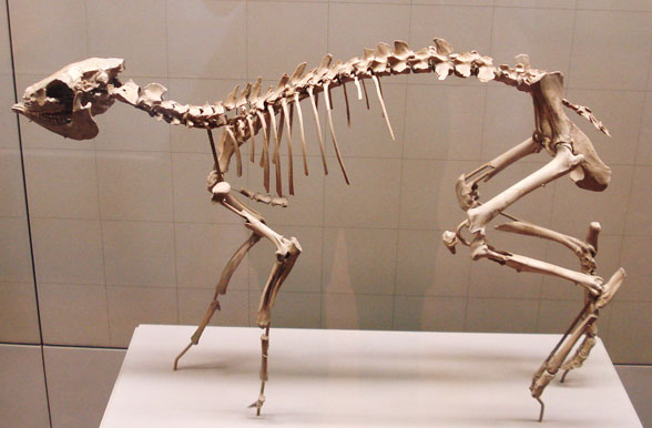 Dorcatherium skeleton