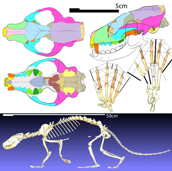 Eoarctos skull