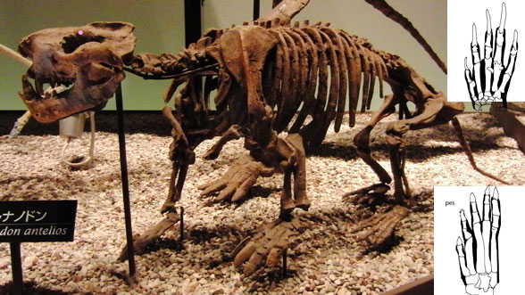 Ernanodon skeleton