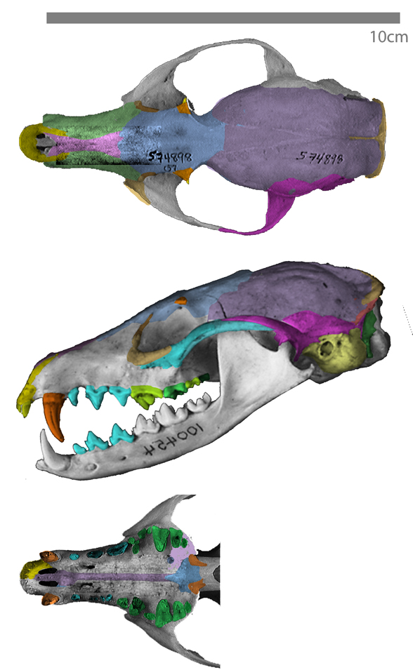 Fossa fossan skull