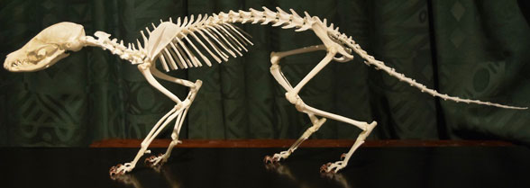Fossa fossana skeleton