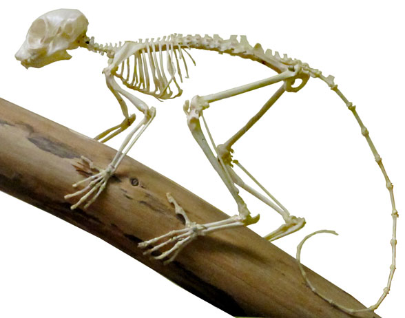 Galago skeleton