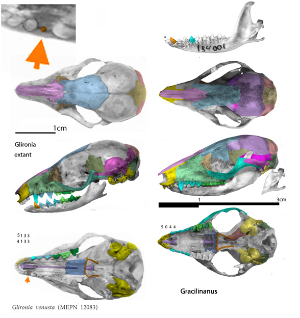 Glironia and Gracilinanus
