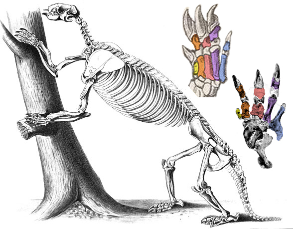 Hapalops skeleton