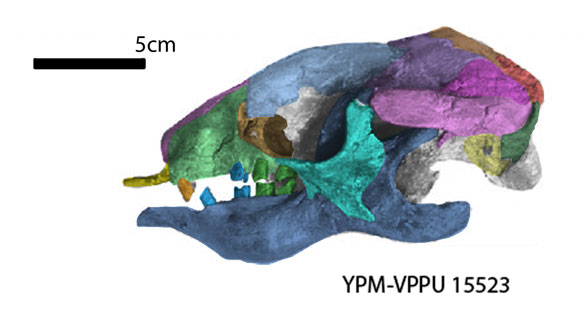 Hapalops skull