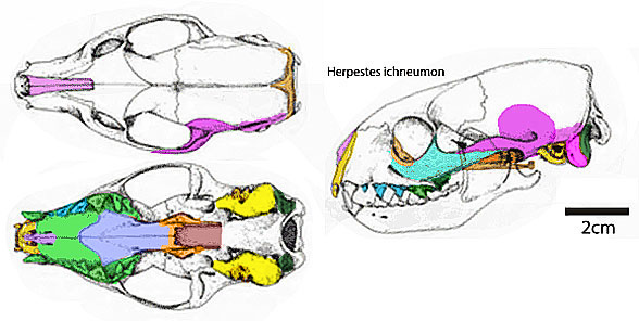 Herpestes skull