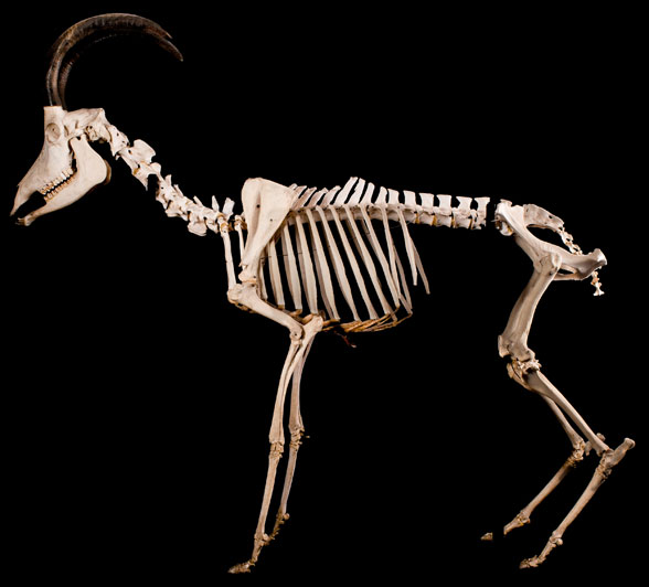 Hippotragus skeleton