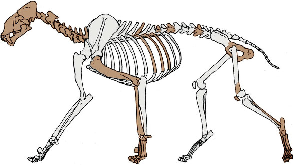 Homotherium skeleton
