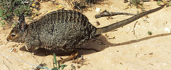 Lagostrophus fasciatus in vivo