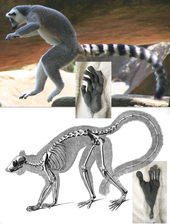 Lemur catta in vivo and skeleton