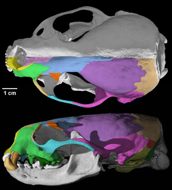 Lontra skull