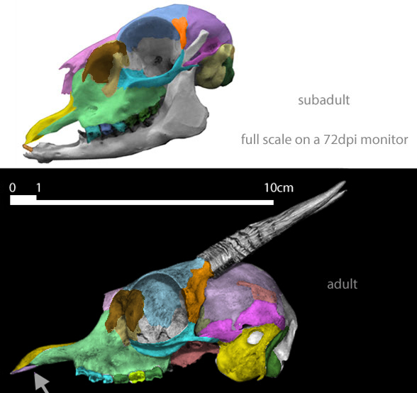 Madoqua skull