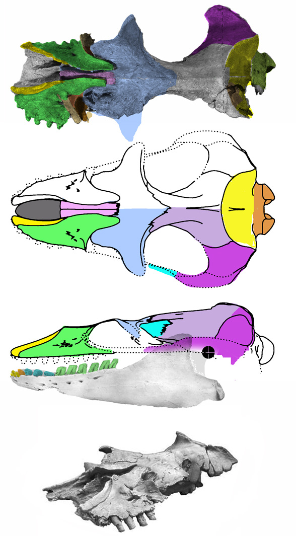 Mammalodon skull