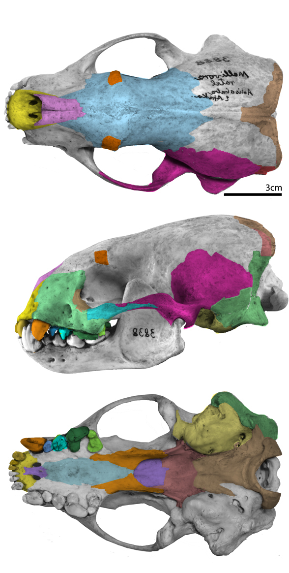 Mellivora skull