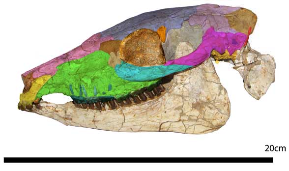 Mesohippus skull