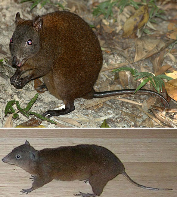 Hypsiprymnodon musky rat-kangaroo in vivo