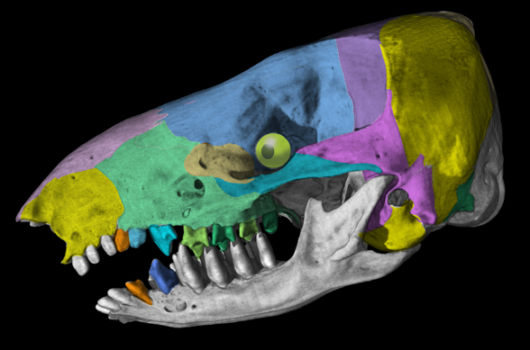 Notoryctes skull