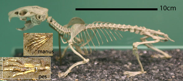Ochotona skeleton