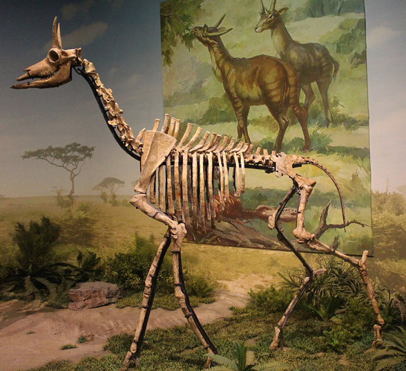 Palaeotragus skeleton