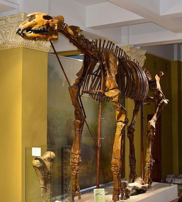 Paraceratherium museum mount