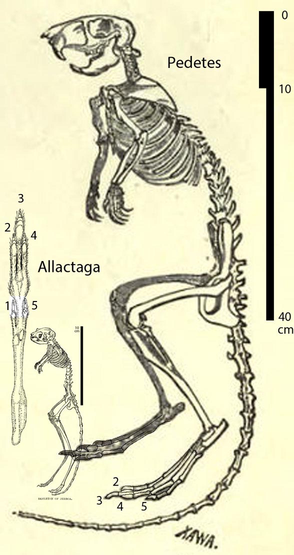 Pedetes and Allactaga skeletons