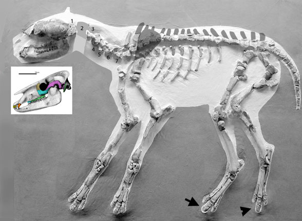 Plagiolophus skeleton