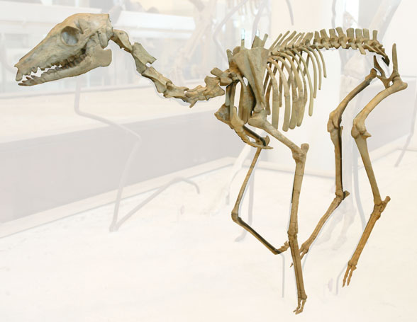 Poebrotherium museum mount