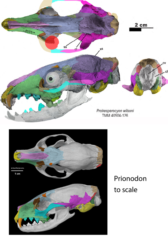 Prohesperocyon