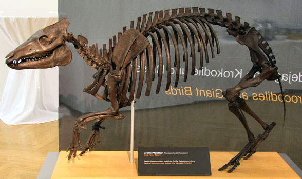 Propalaeotherium museum mount