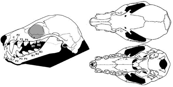 Pteropus skull
