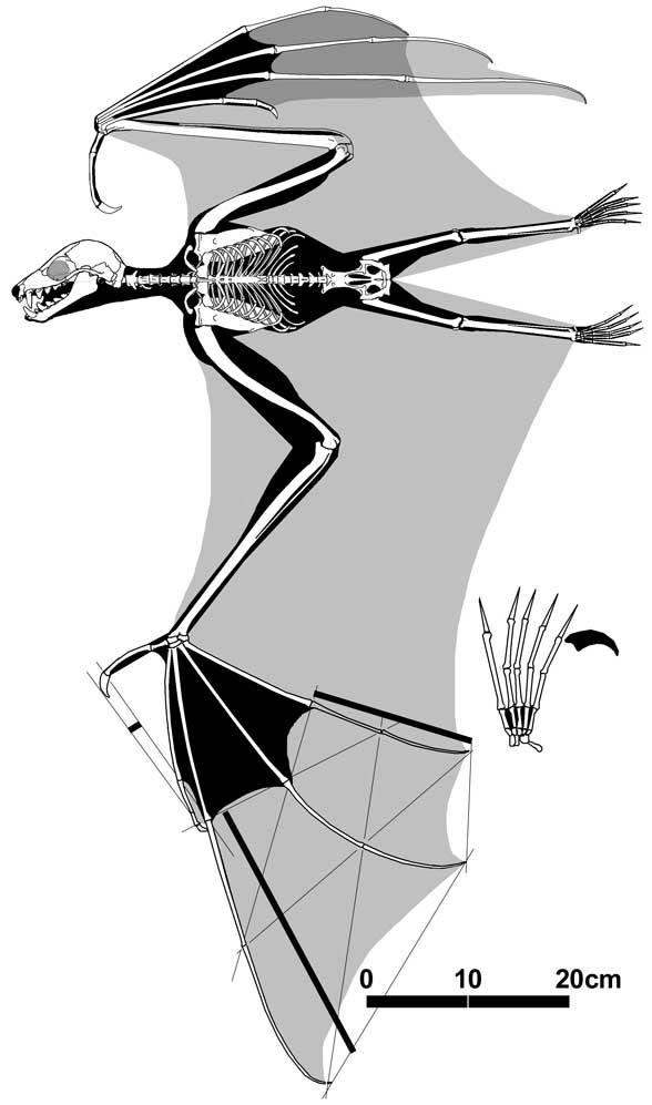 Pteropus, a flying fox/megabat