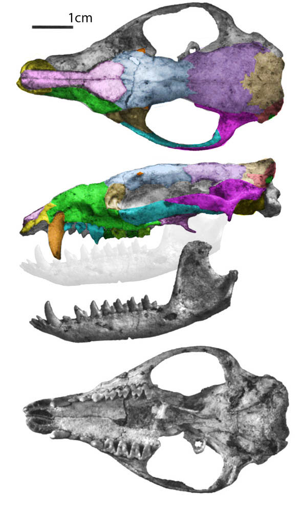 Pucadelphys skull 2