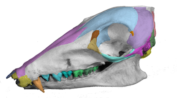 Rhynchocyon skull