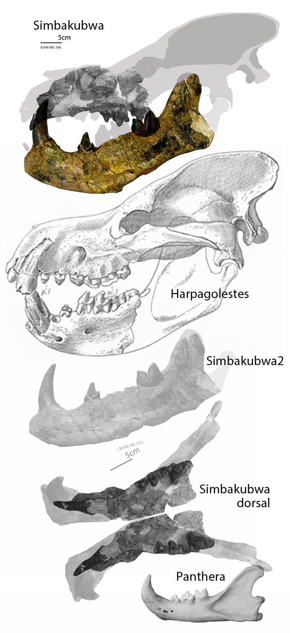 Simbakubwa skull