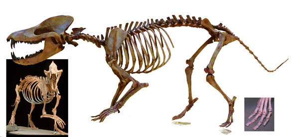 Sinonyx skeleton