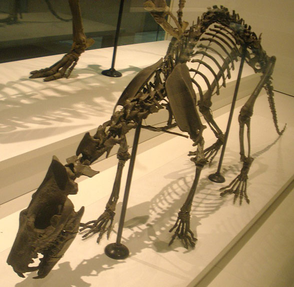 Sinopa rapax museum fossil