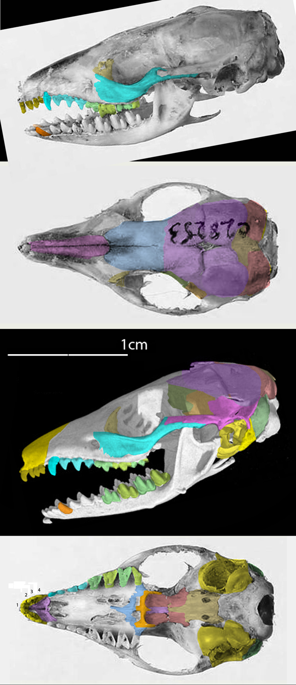sminthopsis skull