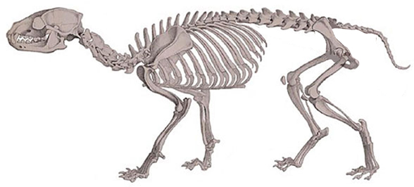 Speothos skeleton