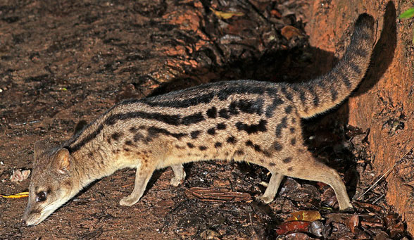 Striped civet Fossa fossana