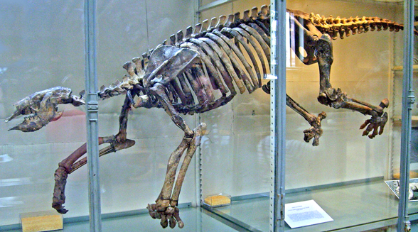 Thalassocnus skeleton