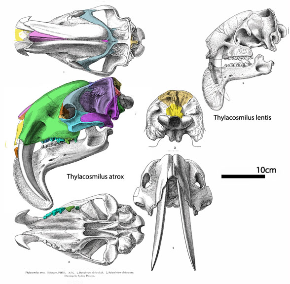 Thylacosmilus