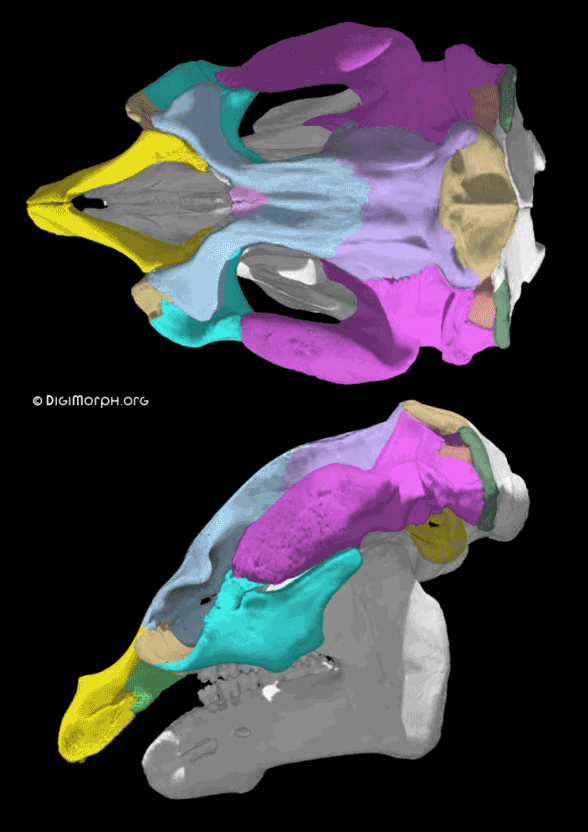 Trichechus manatee