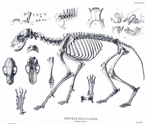 Aardwolf - Proteles skeleton