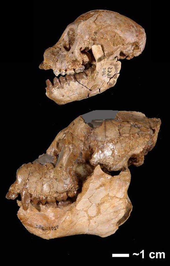 Aegyptopithecus male female skulls