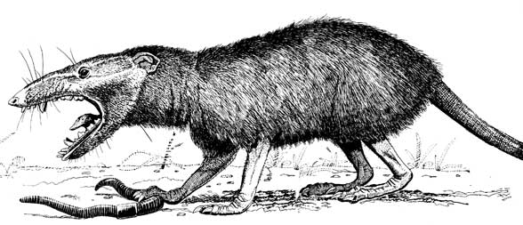Amphitherium in vivo