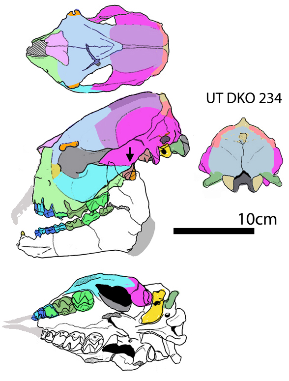 Anisodon macedonicus