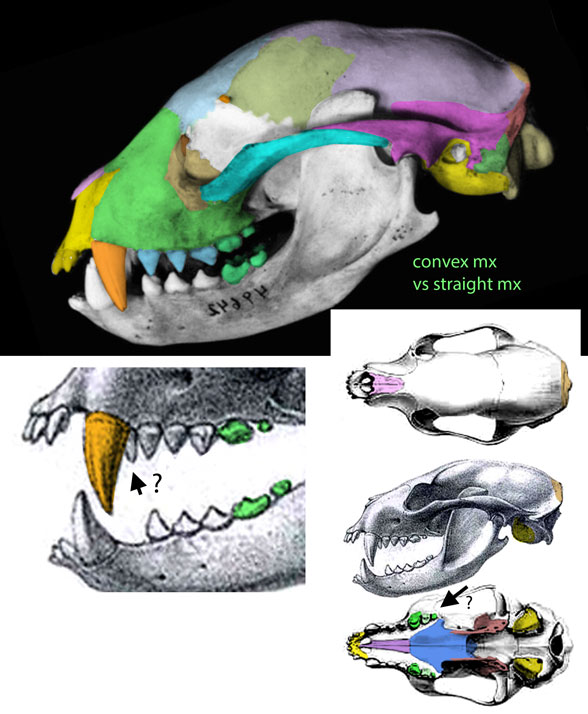 Arctictis skull